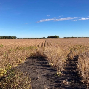 Wetland Delineation & Species Habitat Evaluation in Southern Minnesota