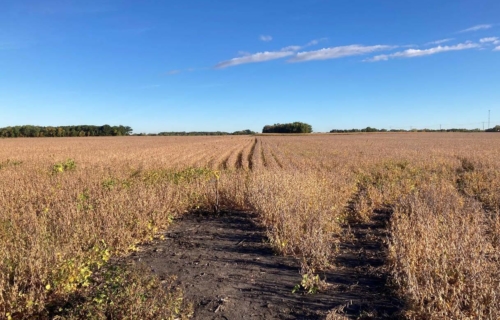 Wetland Delineation