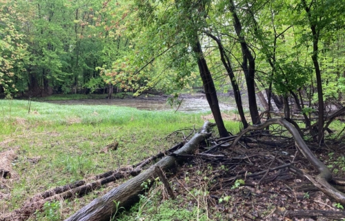 Wetland Delineation