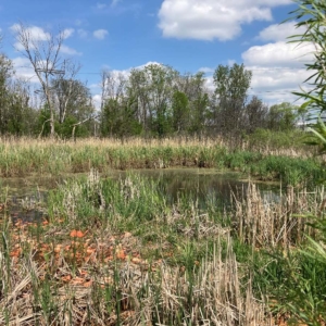 Wetland Delineation for South St. Paul Property