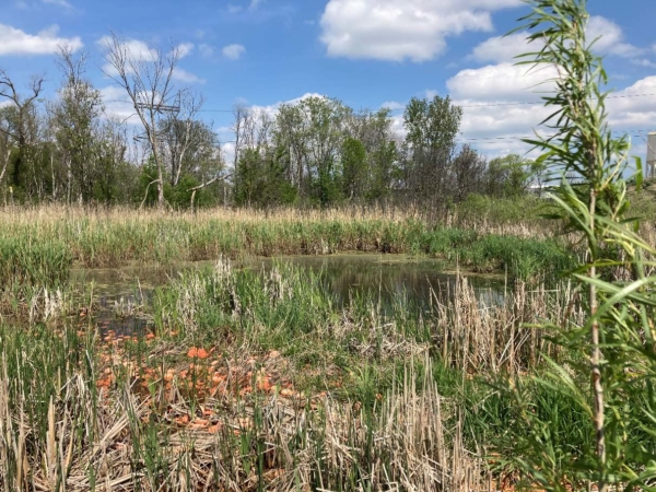Wetland Delineation for South St. Paul Property