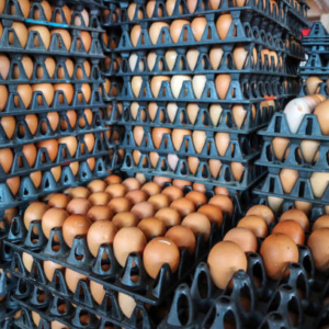 Environmental Compliance Assessment of Egg Production Company