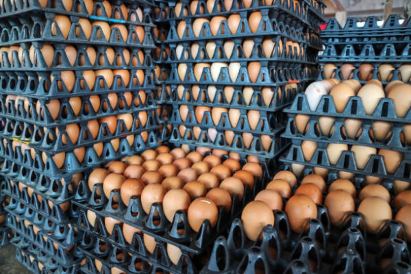 Environmental Compliance Assessment of Egg Production Company